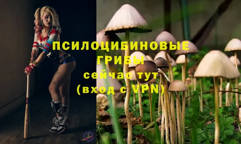 Галлюциногенные грибы MAGIC MUSHROOMS  Пудож 